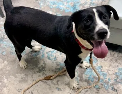 An adult large-sized female Mixed Breed dog named Timber for adoption in Cincinnati, OH
