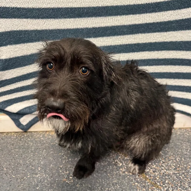 An adult medium-sized male Black Terrier dog named Joker for adoption in Fresno, CA