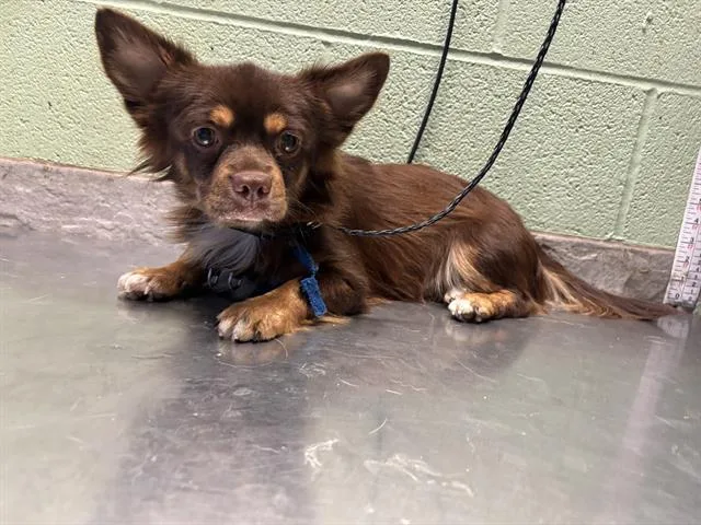 A young small-sized male Chihuahua dog named Perry for adoption in Grand Prairie, TX
