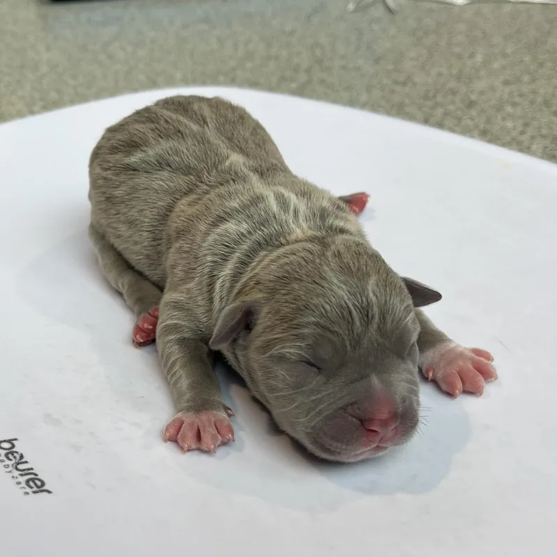 A baby small-sized female Gray / Blue / Silver Terrier dog named Kaya for adoption in Tampa, FL