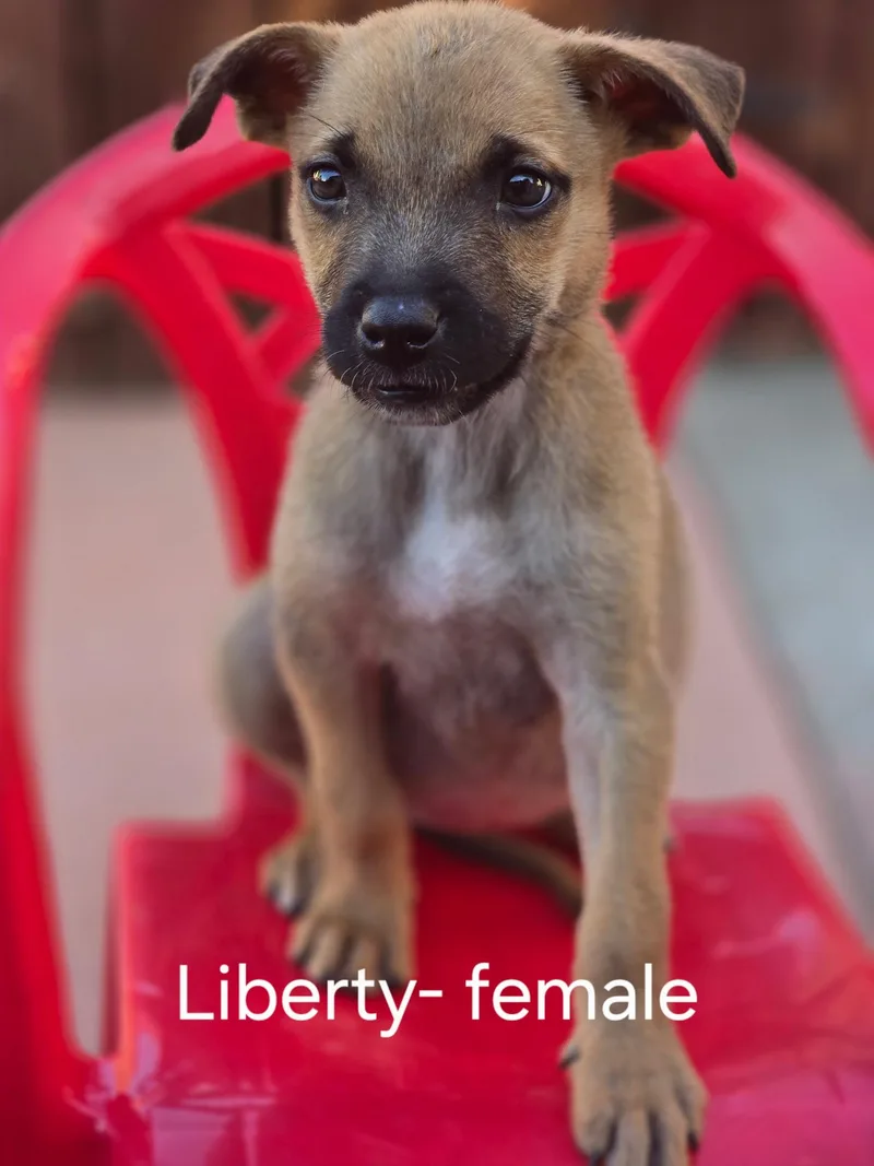 Liberty thumbnail 3