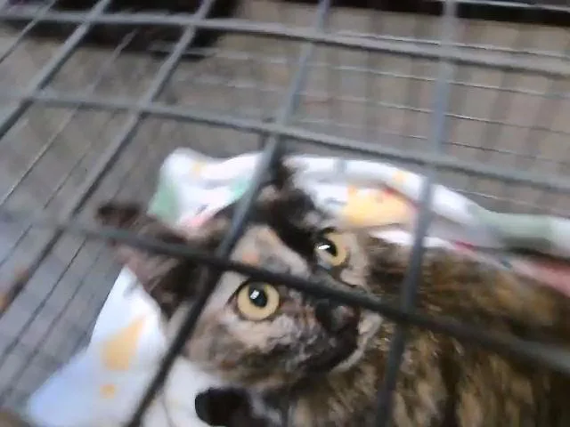 An adult medium-sized female Domestic Short Hair cat named Lucky for adoption in Tulsa, OK