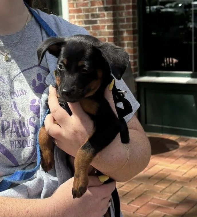A baby small-sized female Mixed Breed dog named Jelly for adoption in Orlando, FL