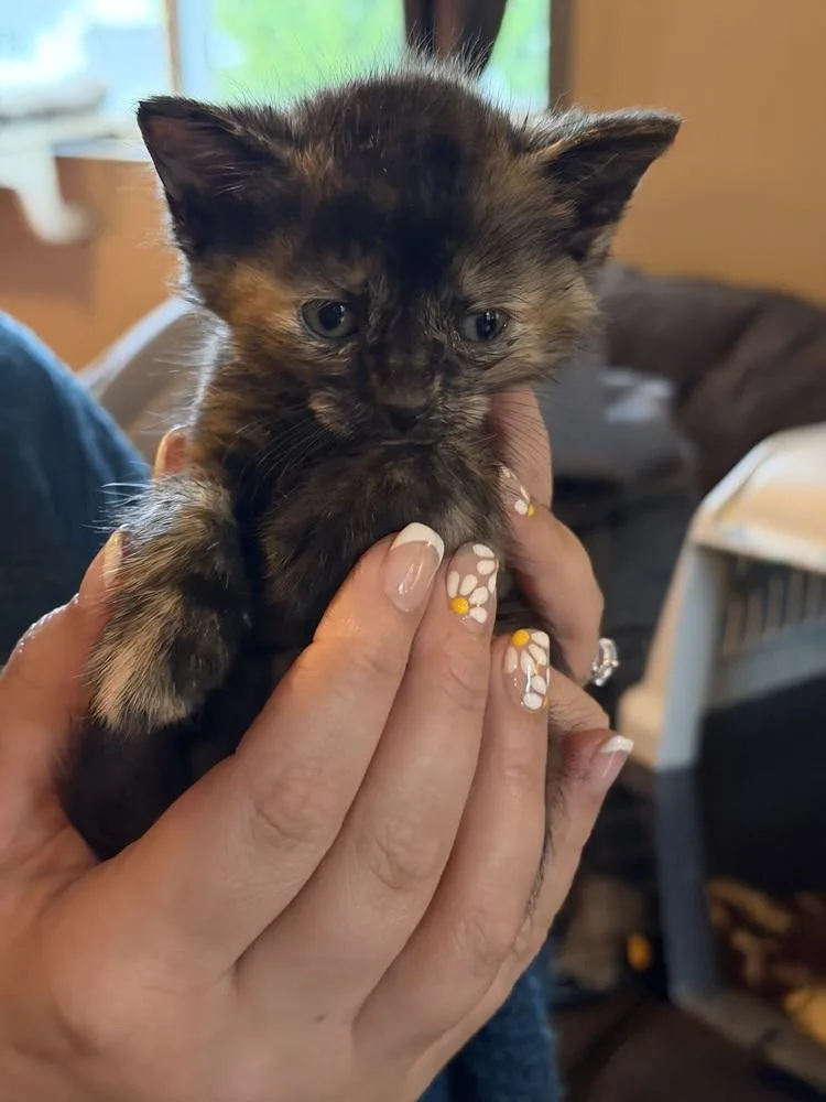 A baby small-sized female Domestic Short Hair cat named Hyacinth Bridgerton for adoption in Poplar Grove, IL
