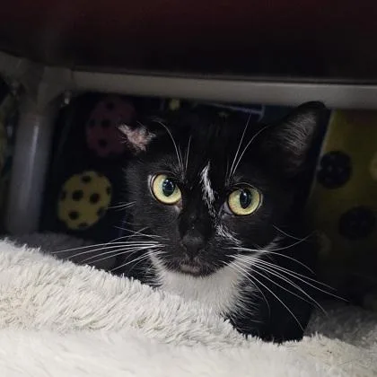 An adult small-sized female Domestic Short Hair cat named Ziggy for adoption in Scotia, NY
