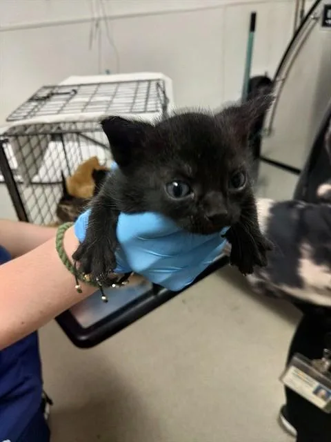 A baby small-sized female Domestic Short Hair cat named Laura for adoption in Fort Lauderdale, FL