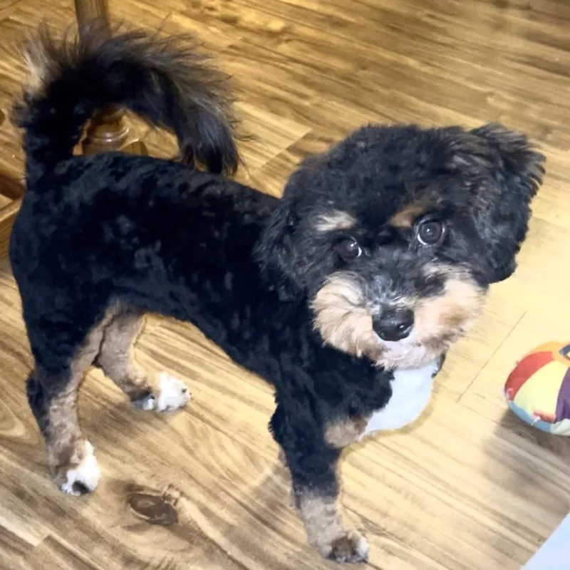 A young small-sized female Mixed Breed dog named Zoe Grace for adoption in Lynchburg, VA