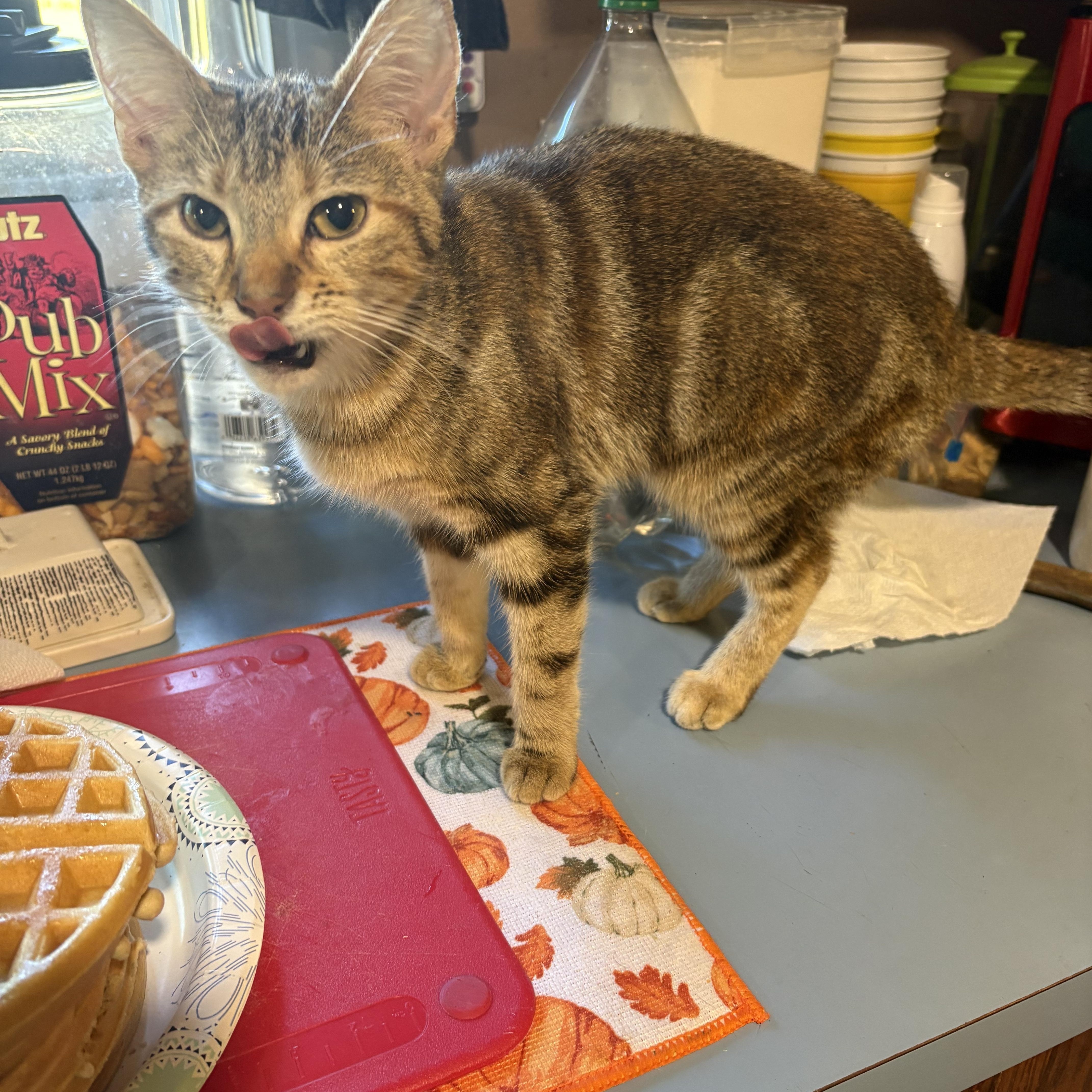 Maple Waffle thumbnail 3