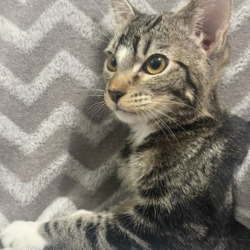 A baby small-sized female Brown / Chocolate Domestic Short Hair cat named Squirtle for adoption in Brea, CA