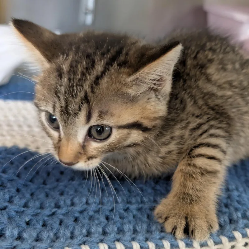 A baby small-sized female Gray / Blue / Silver Domestic Short Hair cat named Muriel for adoption in Manhattan, KS