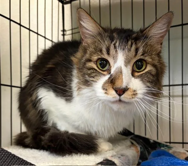 An adult medium-sized male Tabby (Brown / Chocolate) Domestic Long Hair cat named Parker for adoption in Jackson, CA