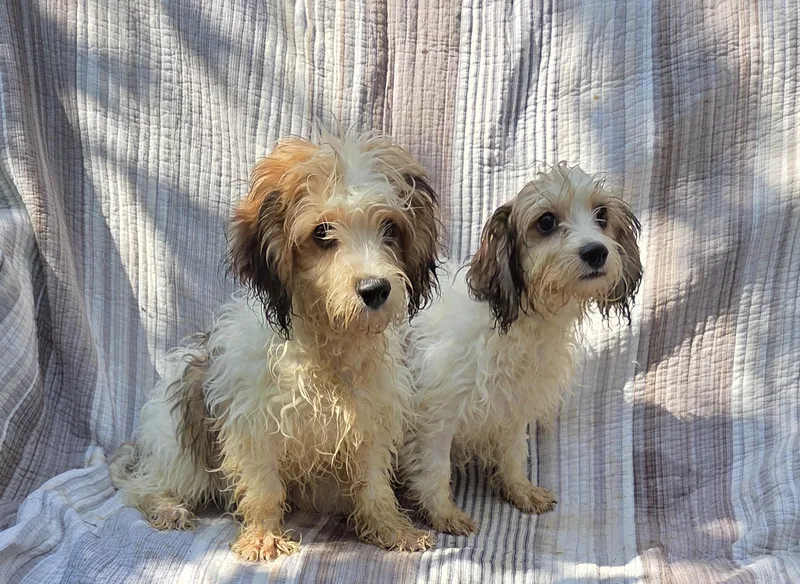 CAVACHON  Male  thumbnail 2