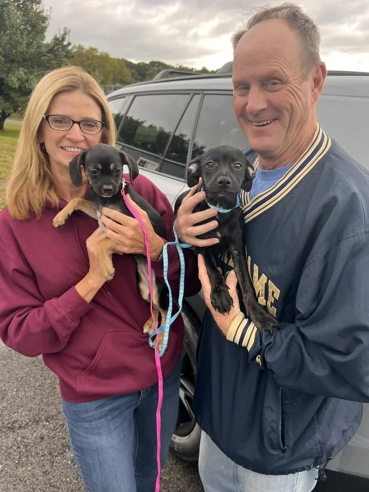 A baby medium-sized male Mixed Breed dog named Nash for adoption in Irwin, PA