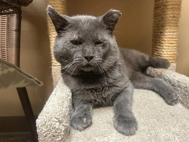 An adult large-sized male Domestic Short Hair cat named Curry for adoption in Chicago, IL
