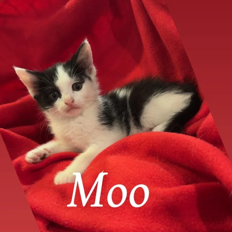 Moo thumbnail 3