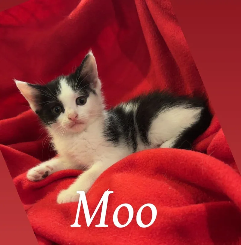 Moo thumbnail 4