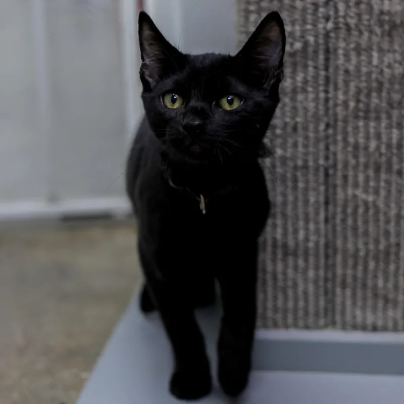 A baby small-sized male Black Domestic Short Hair cat named Jefferson for adoption in Los Angeles, CA