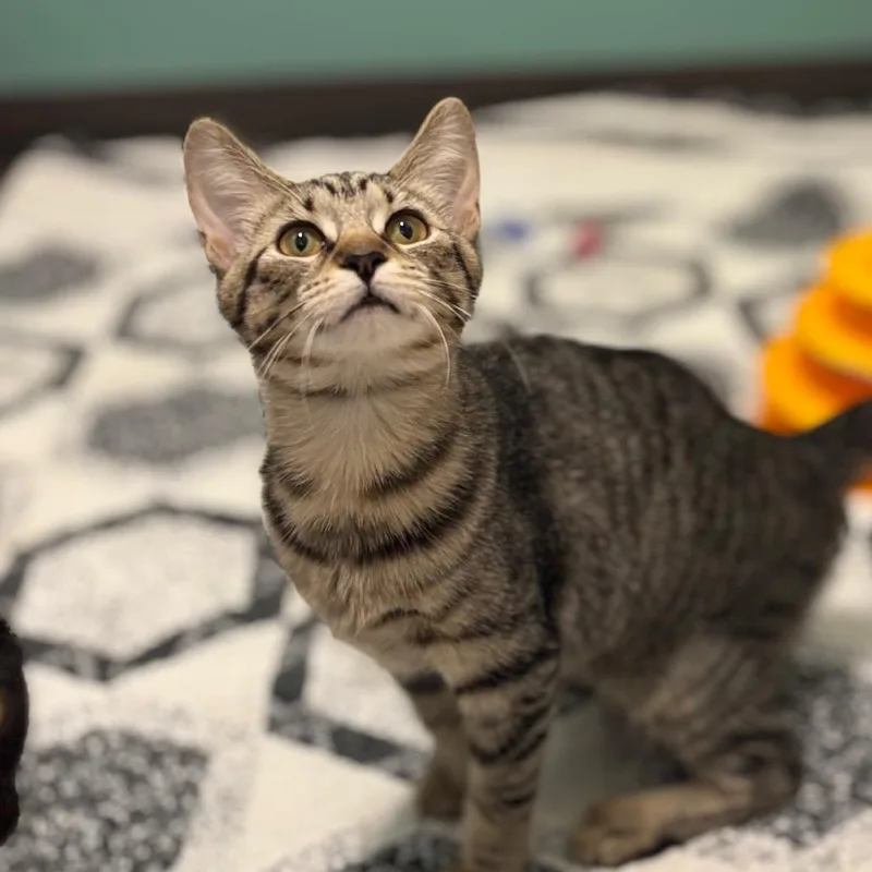 A young medium-sized female Brown / Chocolate Domestic Short Hair cat named Bubbles for adoption in Nashville, IN