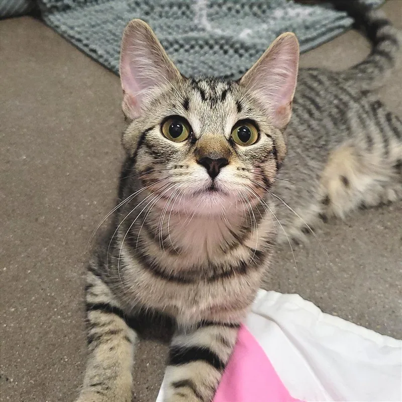 Bubbles thumbnail 5