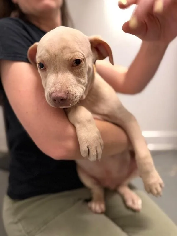 A baby medium-sized male Yellow / Tan / Blond / Fawn Pit Bull Terrier dog named Mariner for adoption in Van Nuys, CA