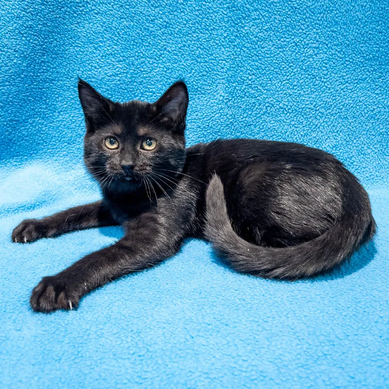 A baby medium-sized female Black Domestic Short Hair cat named Somerset for adoption in Overland Park, KS