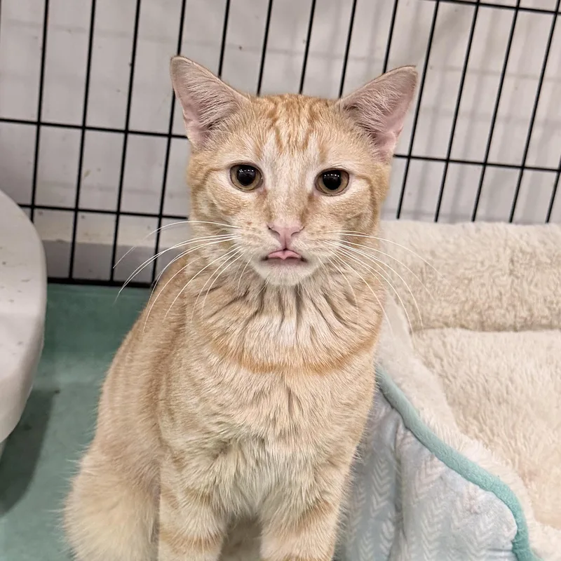A baby medium-sized male Orange & White Domestic Short Hair cat named Felix for adoption in Beaufort, SC