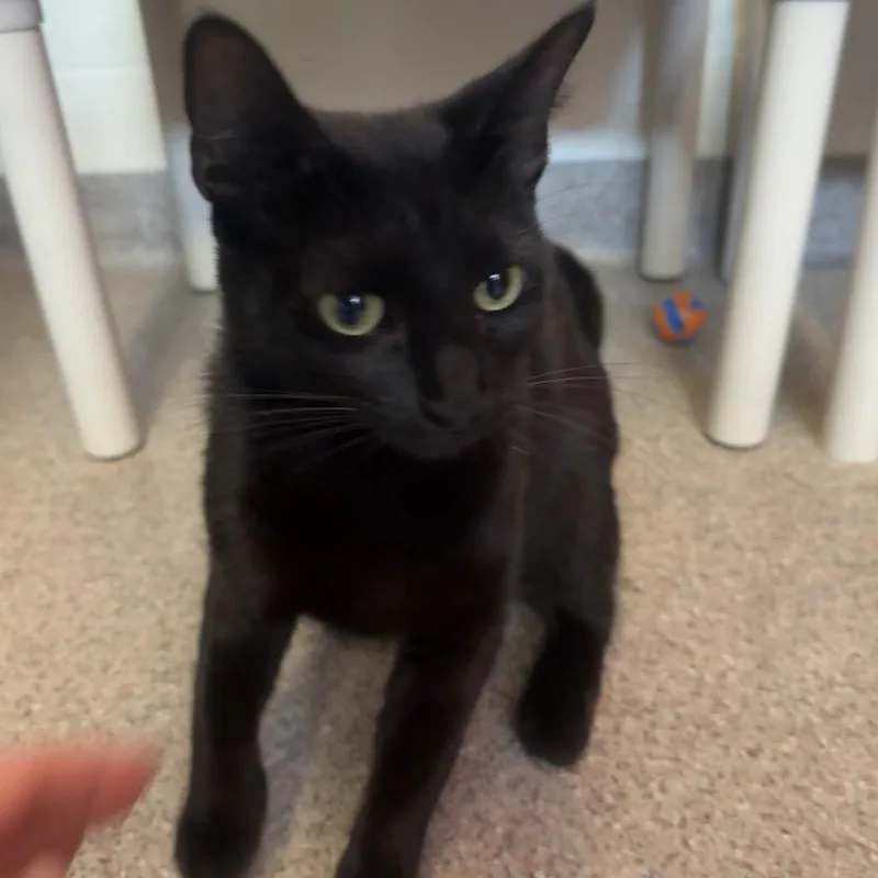 An adult medium-sized female Black Domestic Short Hair cat named Glitch for adoption in Sarasota, FL