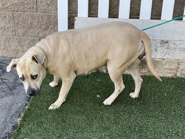 An adult large-sized female Pit Bull Terrier dog named Goldie for adoption in Modesto, CA