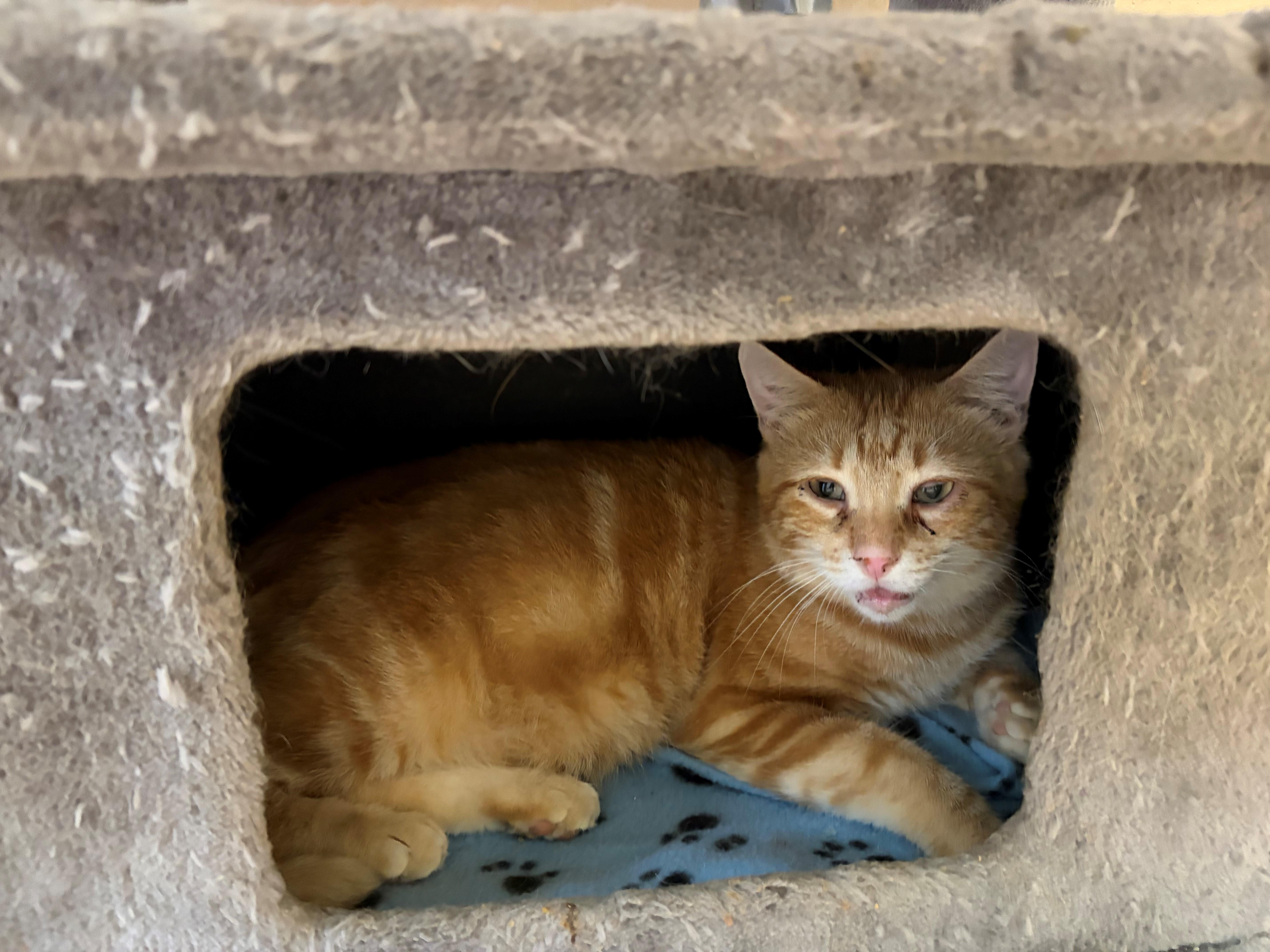 An adult medium-sized male Orange & White Domestic Short Hair cat named Wasabi for adoption in Quilcene, WA