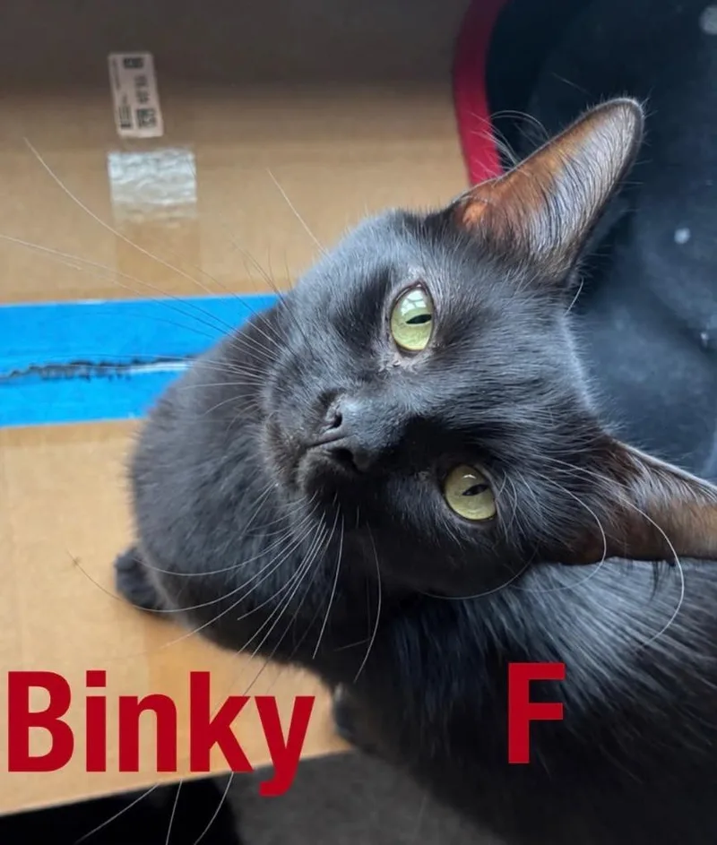 Binxy thumbnail 2