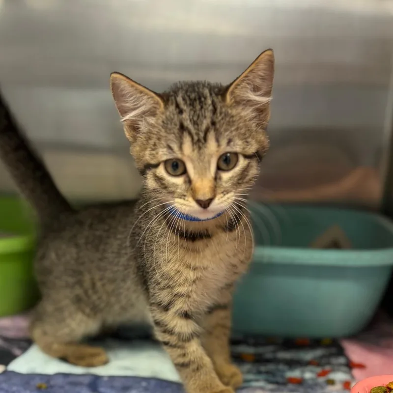 A baby small-sized male Domestic Short Hair cat named Elliot for adoption in Ardmore, OK