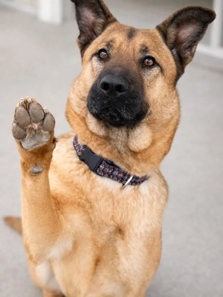 A young large-sized female Shepherd dog named Macy for adoption in Tehachapi, CA