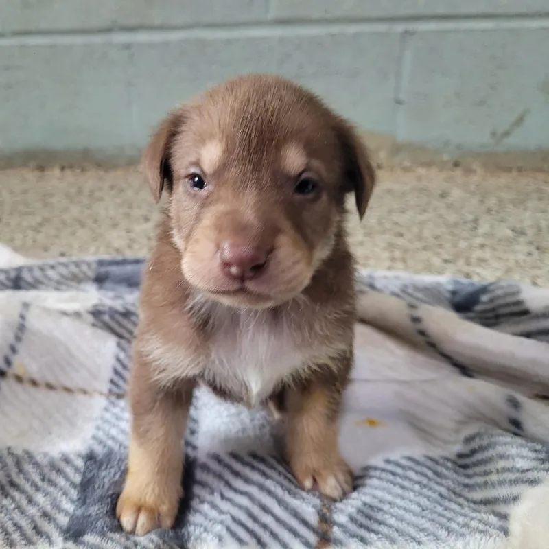 A baby medium-sized male Apricot / Beige Mixed Breed dog named Luke for adoption in LOXAHATCHEE, FL