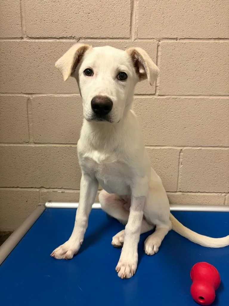 A baby medium-sized male Labrador Retriever dog named Carter for adoption in Midland, TX