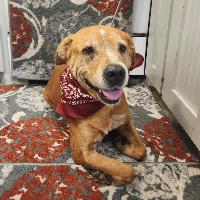 A senior large-sized female Golden Labrador Retriever dog named Shine for adoption in Oak Point, TX