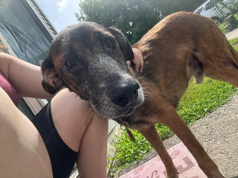An adult medium-sized male Brindle Shepherd dog named Leo for adoption in Leverett, MA
