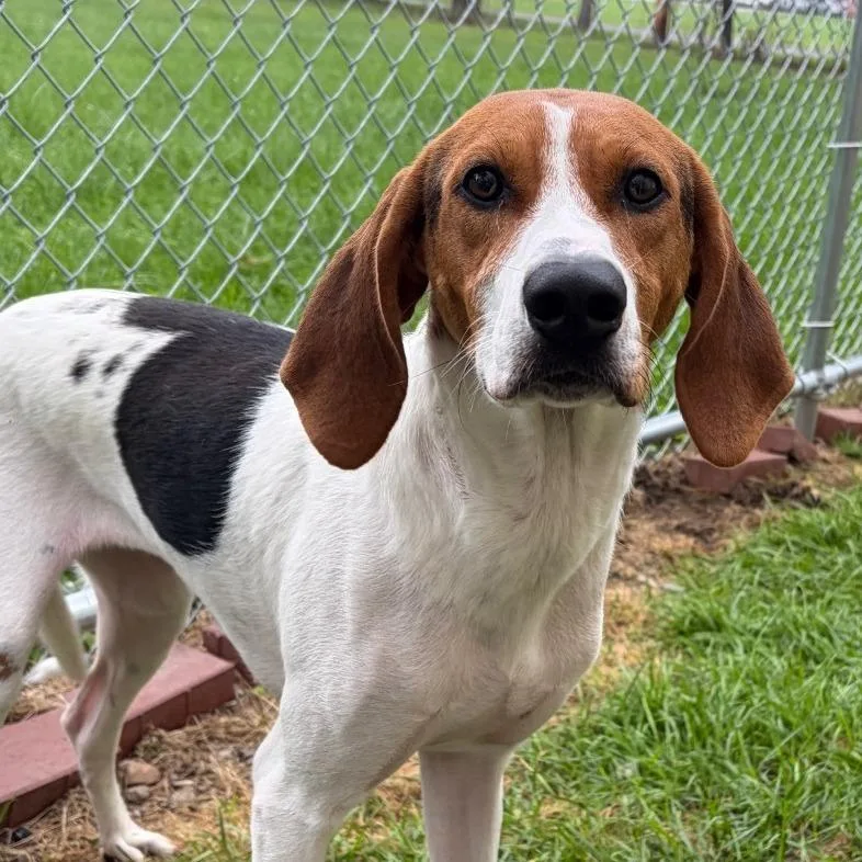 A young medium-sized female White / Cream Coonhound dog named Maple for adoption in Toledo, OH