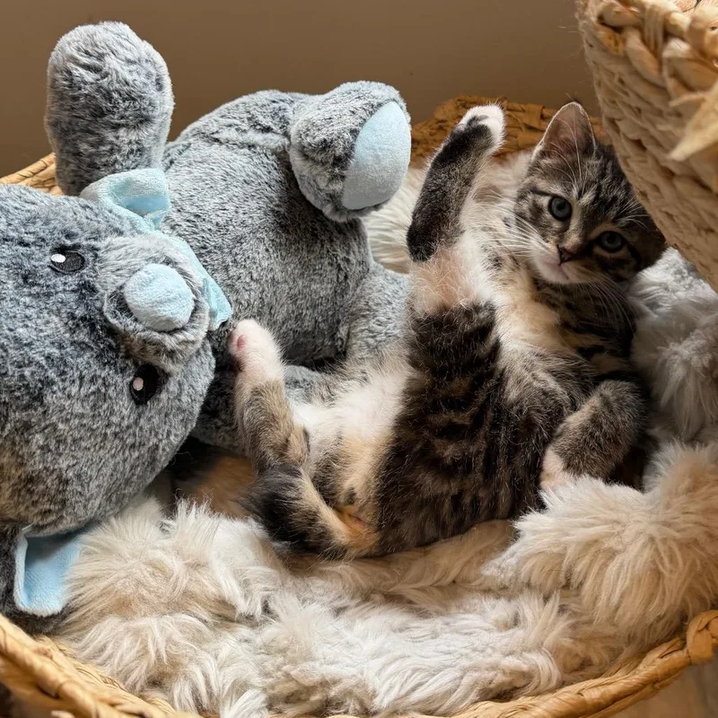 A baby small-sized female Brown / Chocolate Domestic Medium Hair cat named Bug for adoption in Rochester, MN