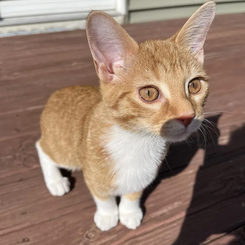 A young small-sized male Orange / Red Domestic Short Hair cat named Simba for adoption in Rochester, MN