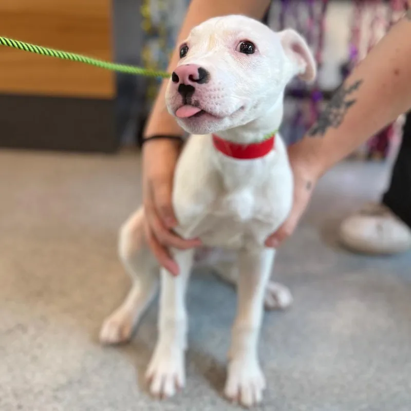 A baby small-sized female White / Cream Mixed Breed dog named Holstein for adoption in Chicago, IL