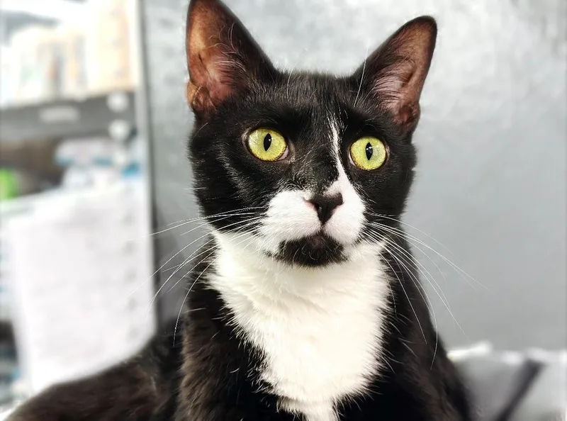 An adult medium-sized female Black & White / Tuxedo Domestic Short Hair cat named Lucy for adoption in Deland, FL