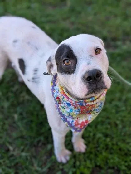 An adult medium-sized female Terrier dog named Zuri for adoption in Gulfport, MS