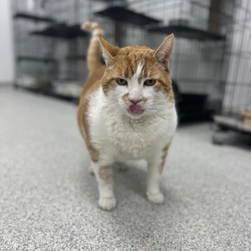 An adult extra large-sized male Orange & White Domestic Short Hair cat named Aries for adoption in Youngstown, OH
