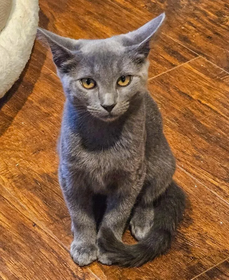 A baby medium-sized female Gray / Blue / Silver Domestic Short Hair cat named Halland for adoption in Englewood, NJ