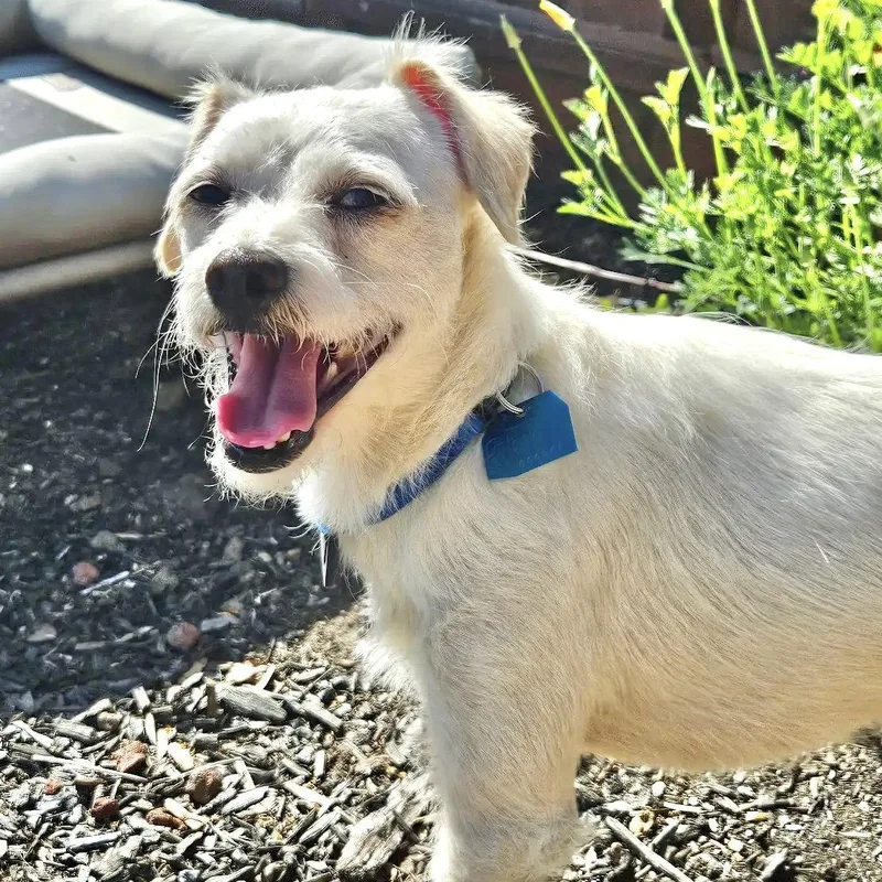 An adult small-sized male Terrier dog named Frankie Valli for adoption in Oakland, CA