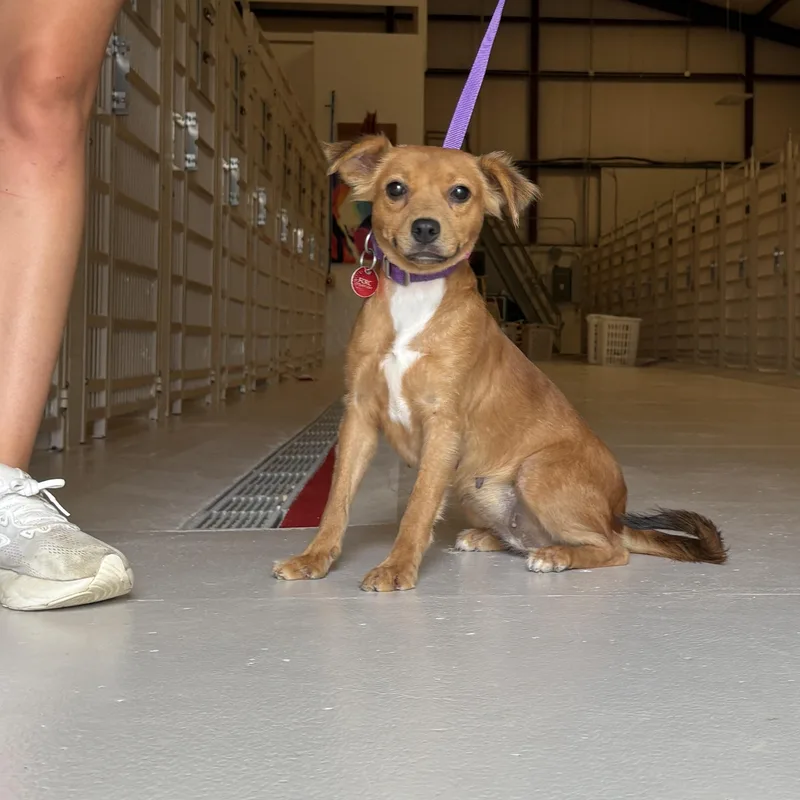 An adult small-sized female Terrier dog named Pancake for adoption in Chicago, IL