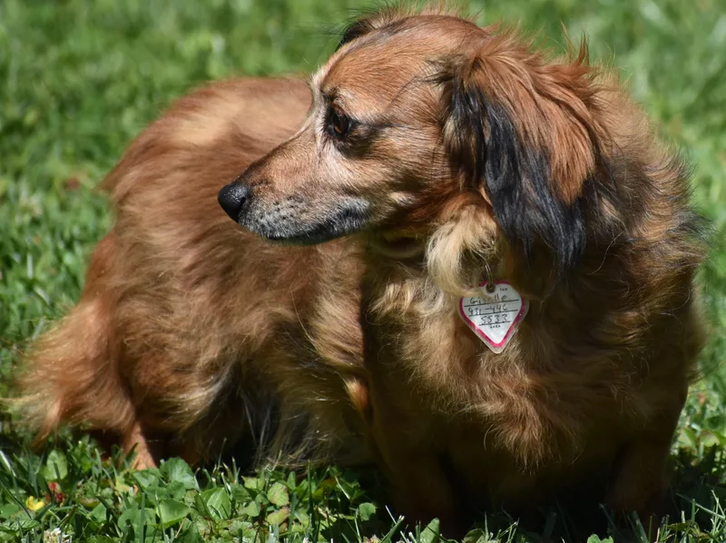 An adult small-sized female Red / Chestnut / Orange Dachshund dog named Giselle In Tn for adoption in Shelbyville, TN