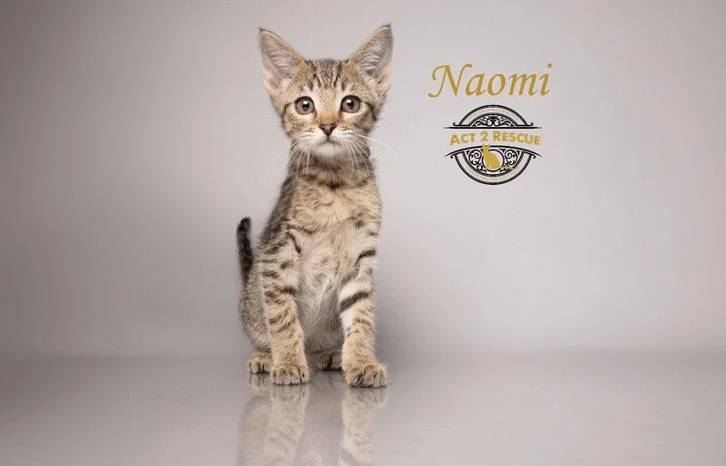 A young medium-sized female Domestic Short Hair cat named Naomi for adoption in Riverside, CA