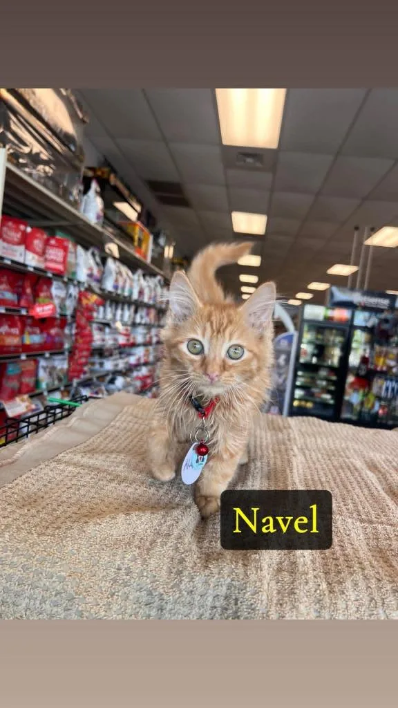 A baby medium-sized male Domestic Short Hair cat named Navel for adoption in Rome, GA