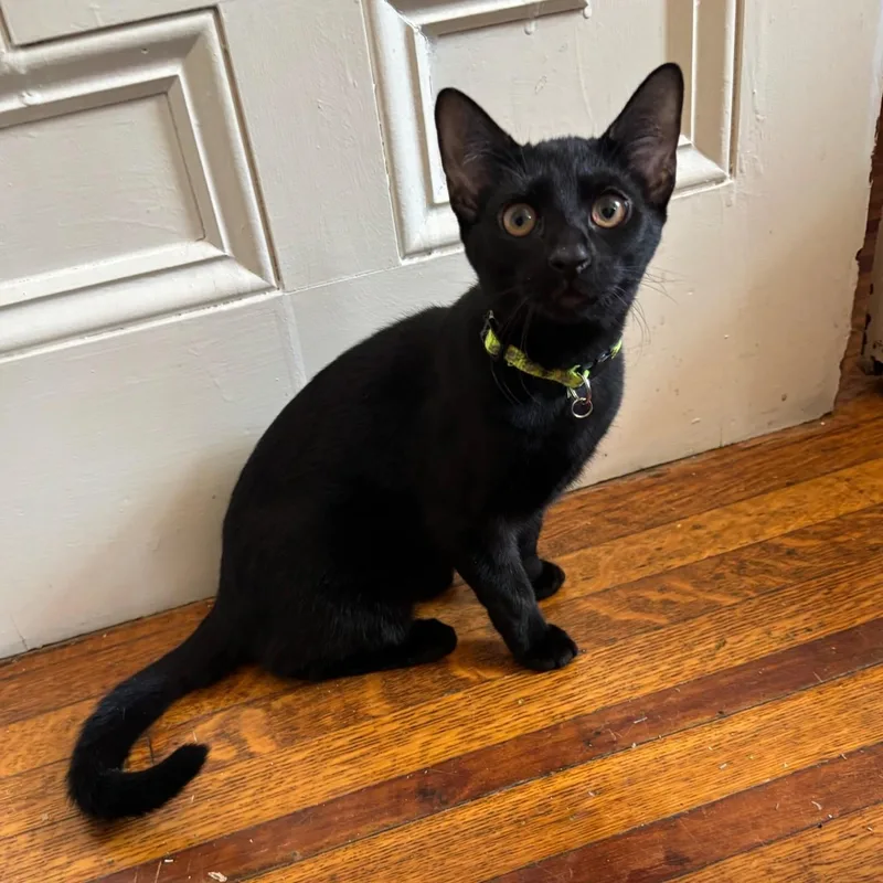 Ms. Green thumbnail 2